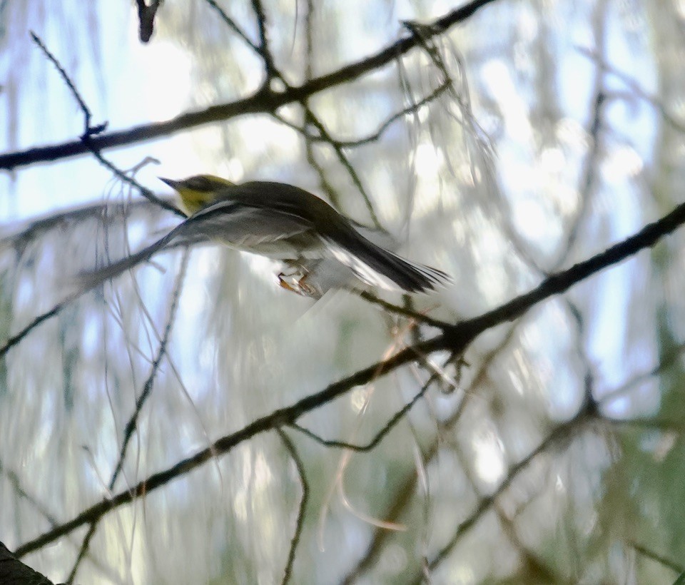 Townsend's Warbler - ML643909559