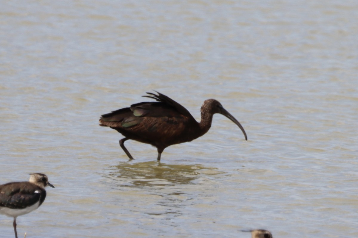 Glossy Ibis - ML643909567