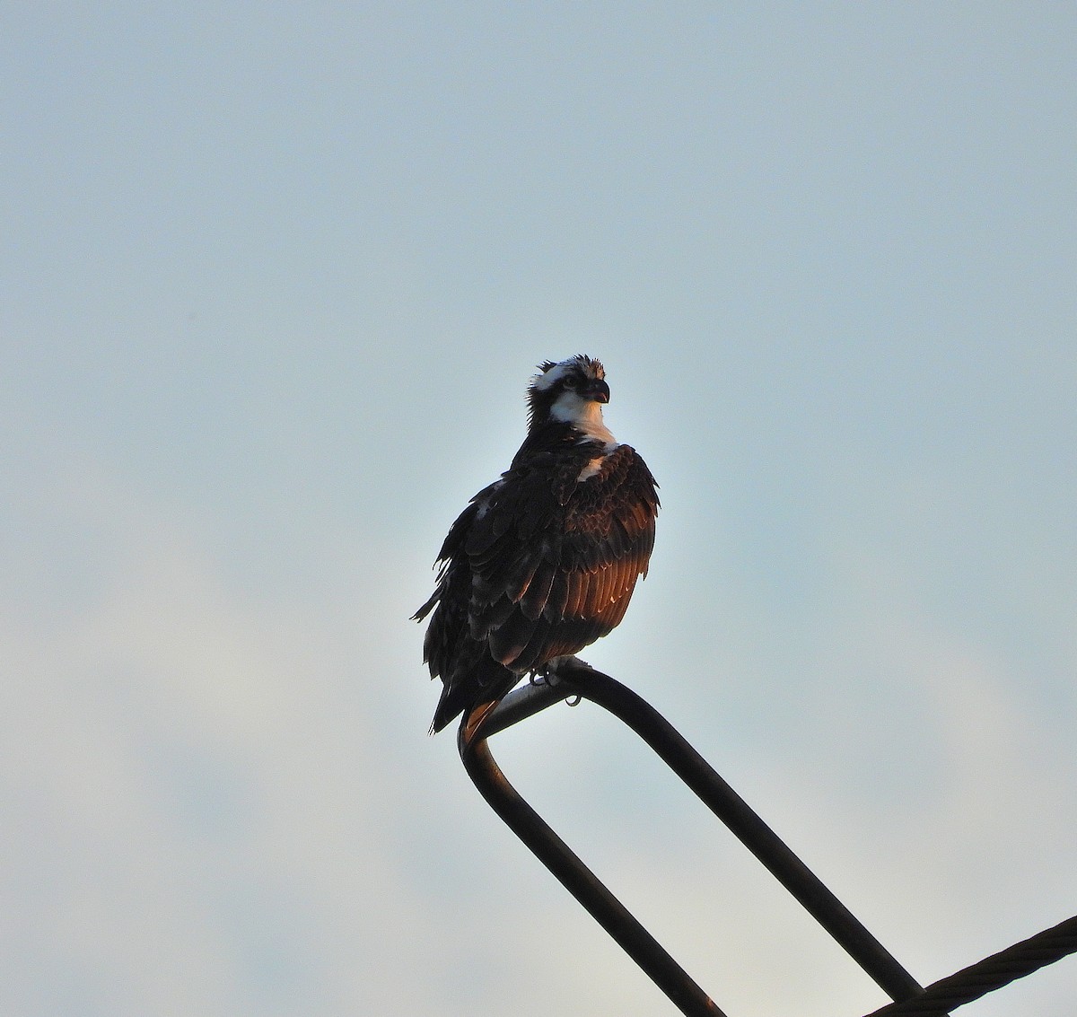 Osprey - ML643909575