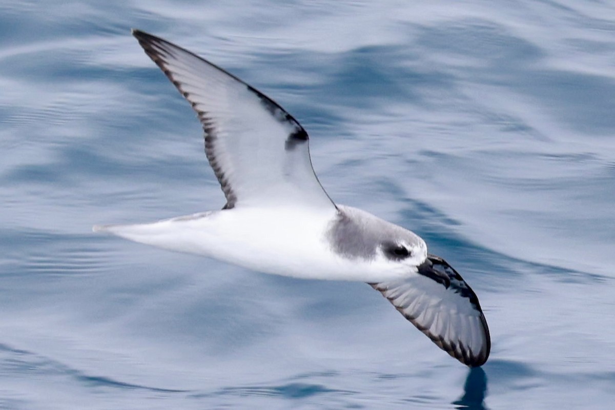 Şili Fırtınakuşu - ML643909580