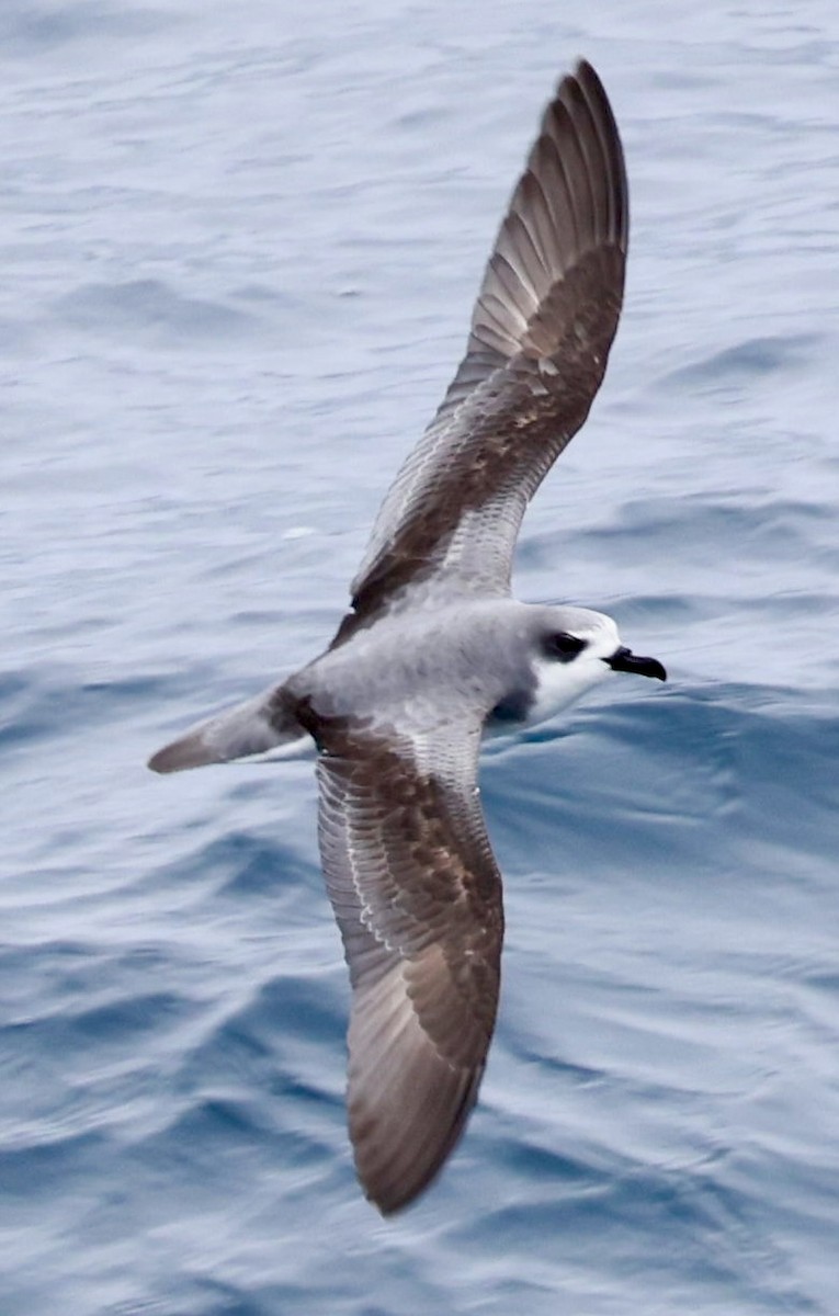 Şili Fırtınakuşu - ML643909581