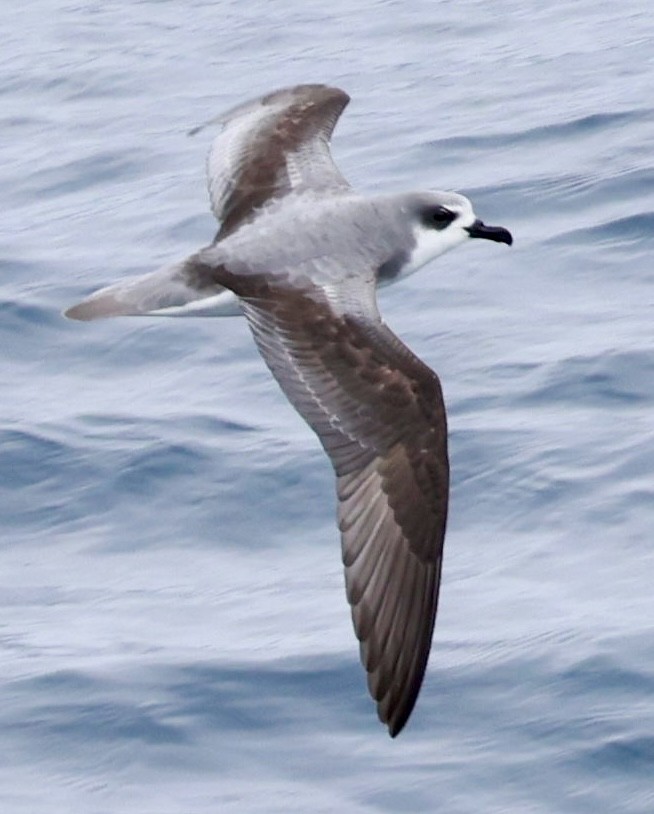 Şili Fırtınakuşu - ML643909582