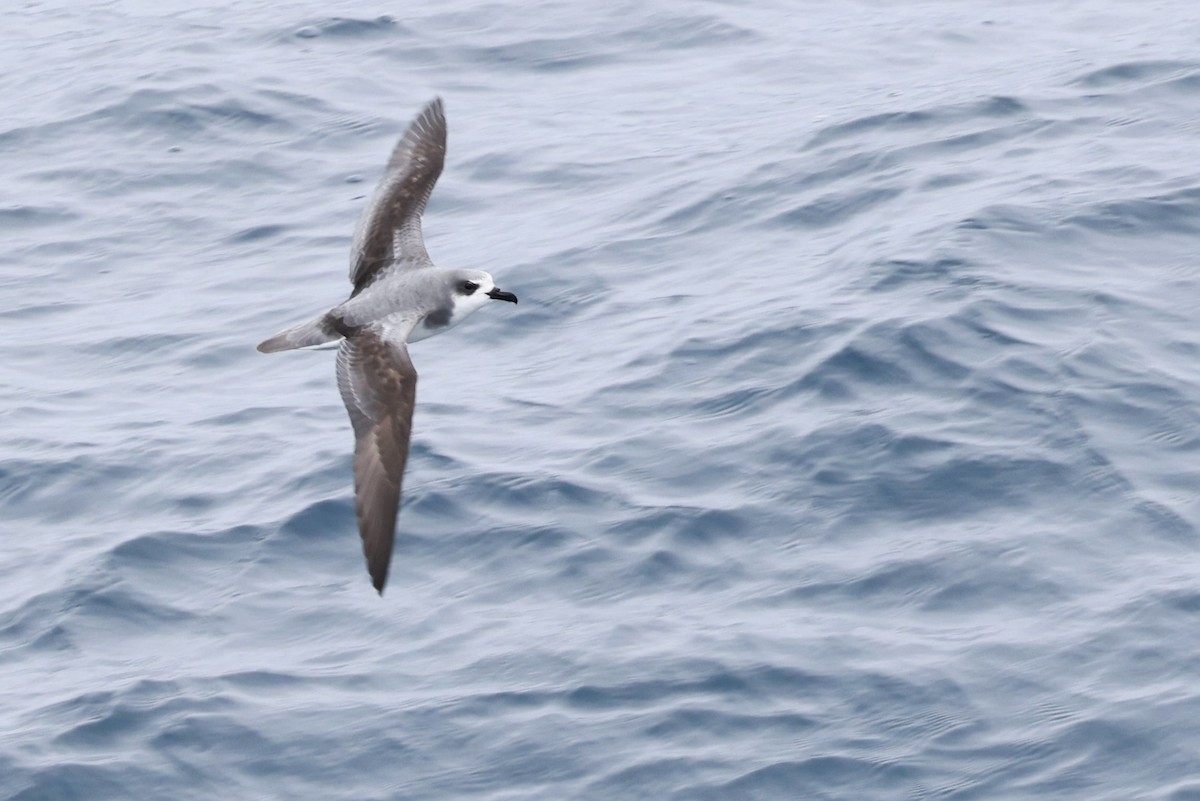 Şili Fırtınakuşu - ML643909583