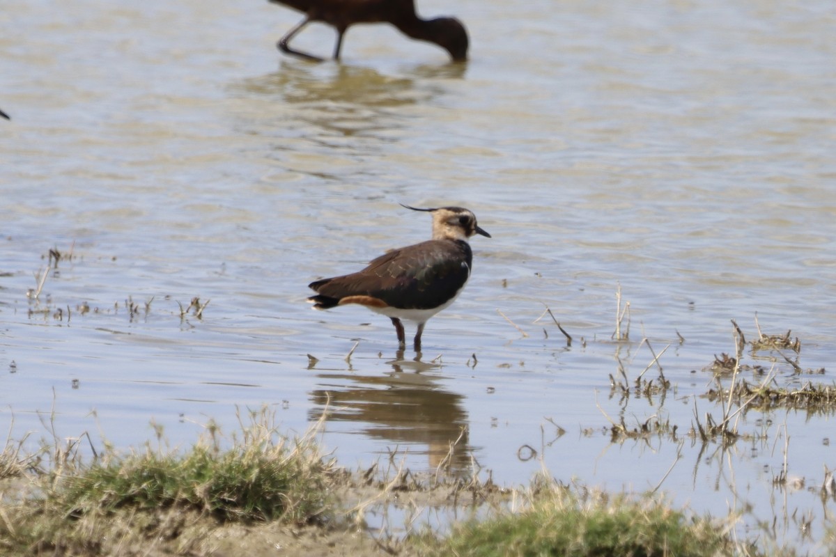 Northern Lapwing - ML643909585