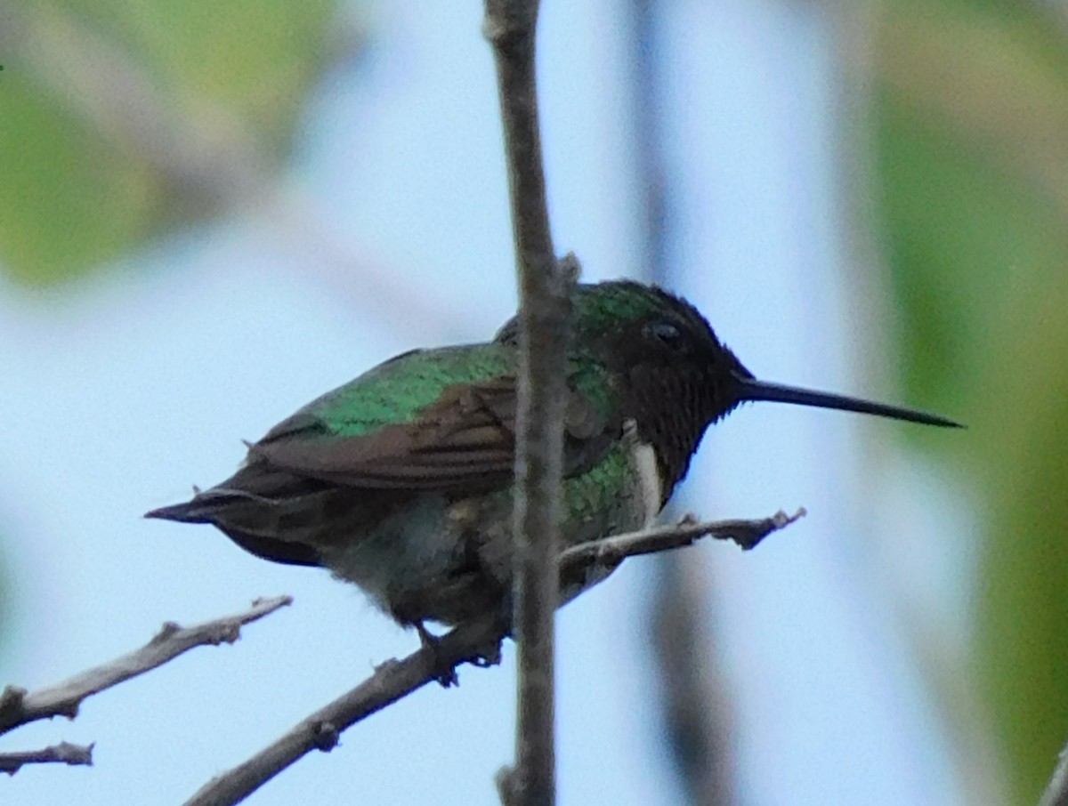 Colibri à gorge rubis - ML643909590