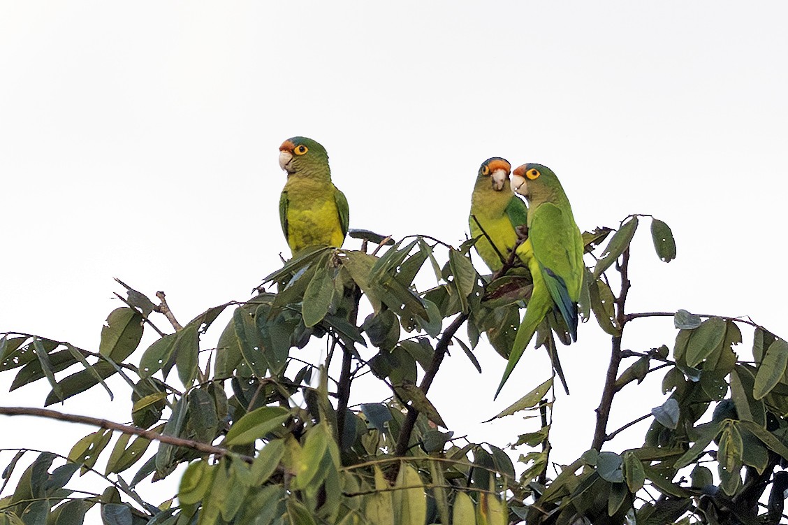 Aratinga Frentinaranja - ML643909591