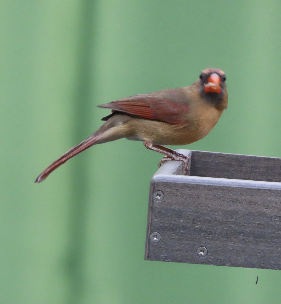 Northern Cardinal - ML643909597