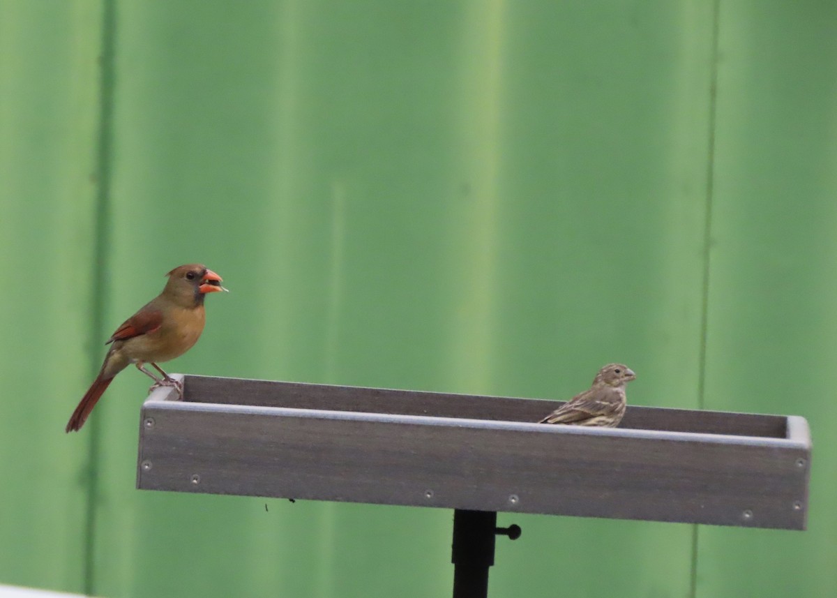 Northern Cardinal - ML643909598