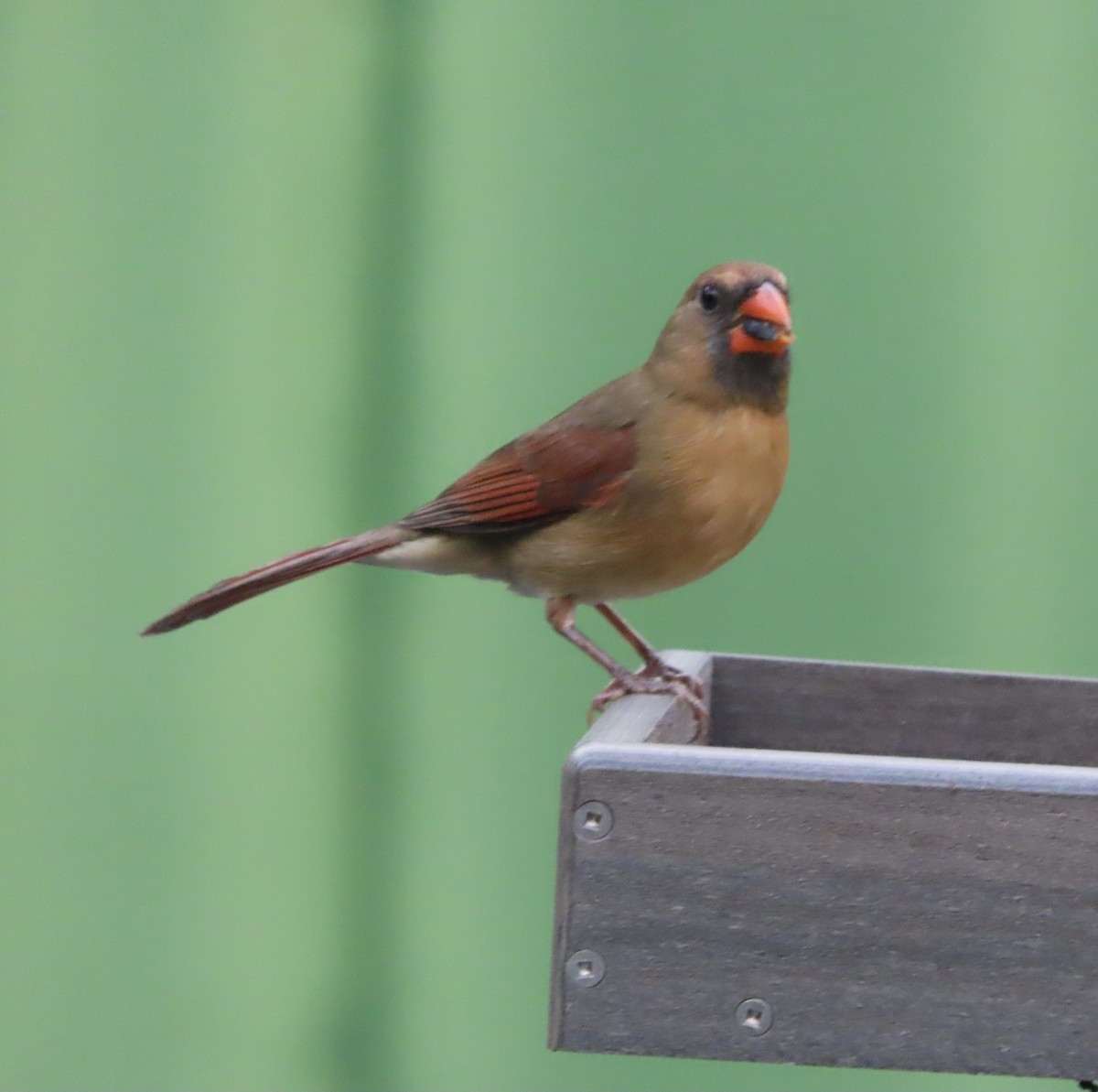 Northern Cardinal - ML643909599