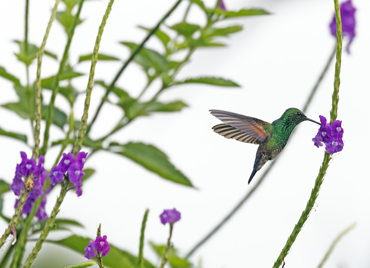 Амазилія-берил синьохвоста - ML643909602