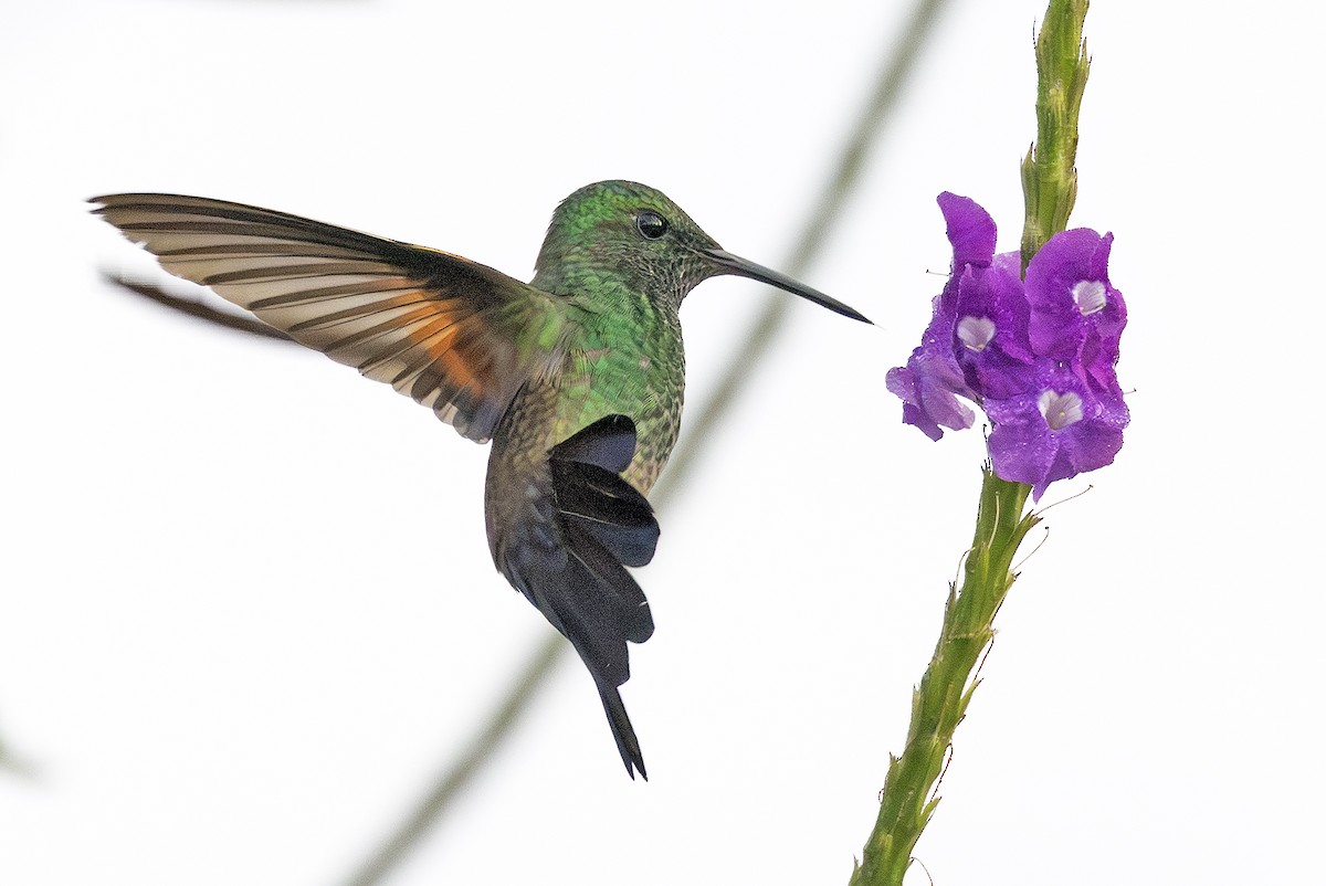 Амазилія-берил синьохвоста - ML643909606