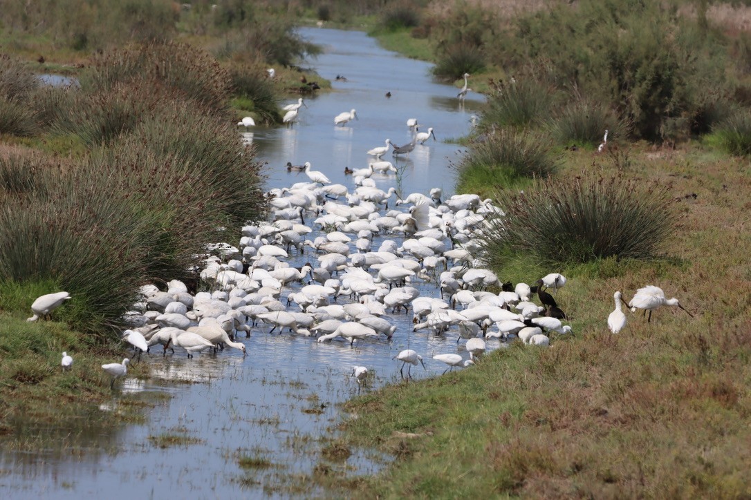 Eurasian Spoonbill - ML643909607