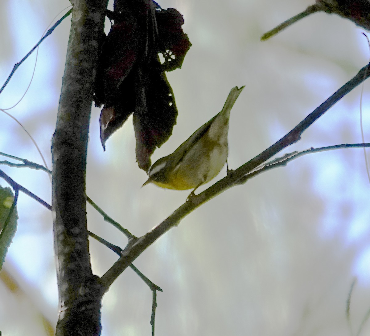 Crescent-chested Warbler - ML643909609