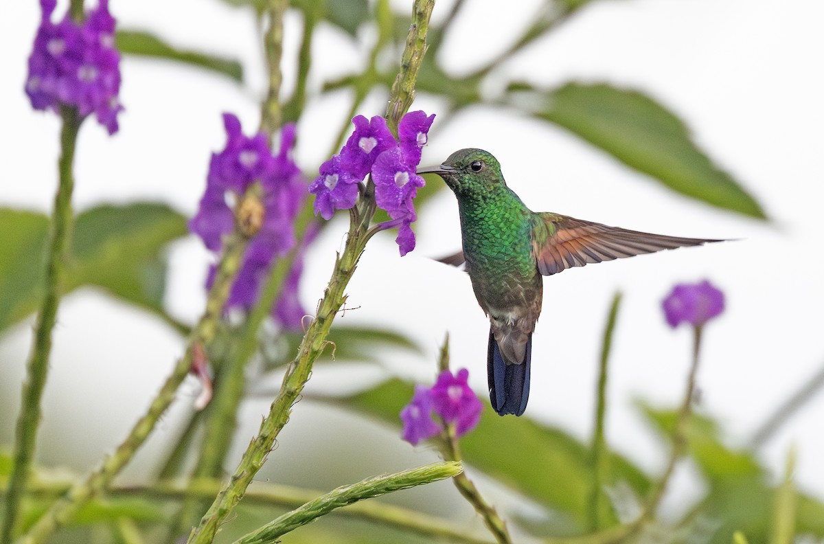 Амазилія-берил синьохвоста - ML643909610