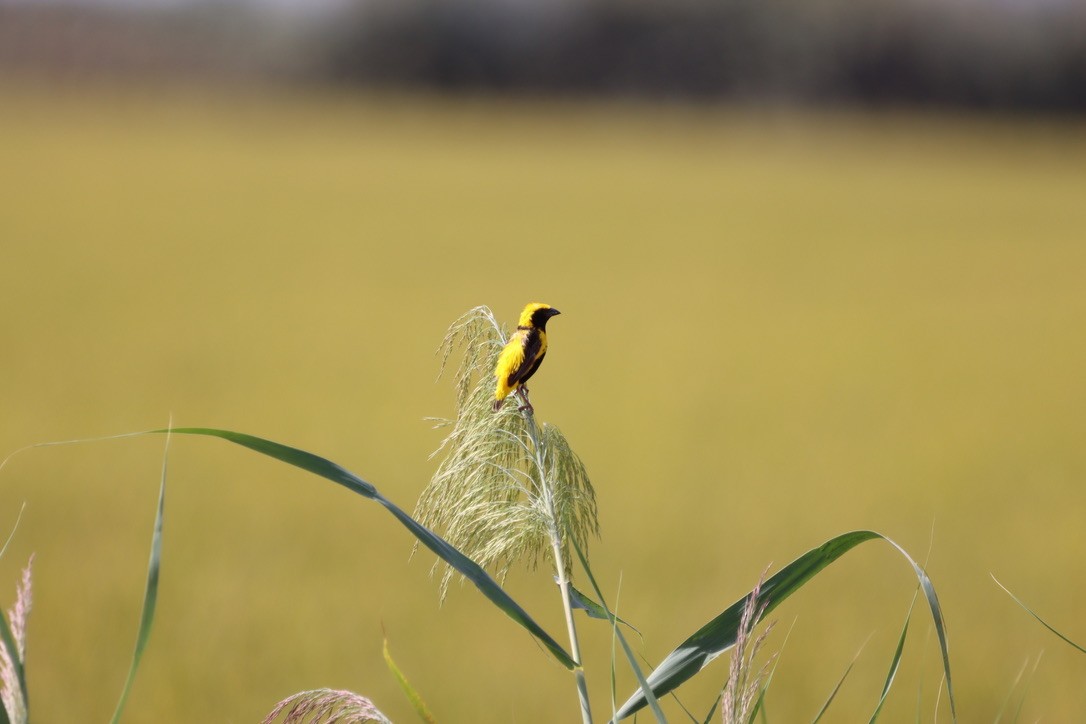 Yellow-crowned Bishop - ML643909623