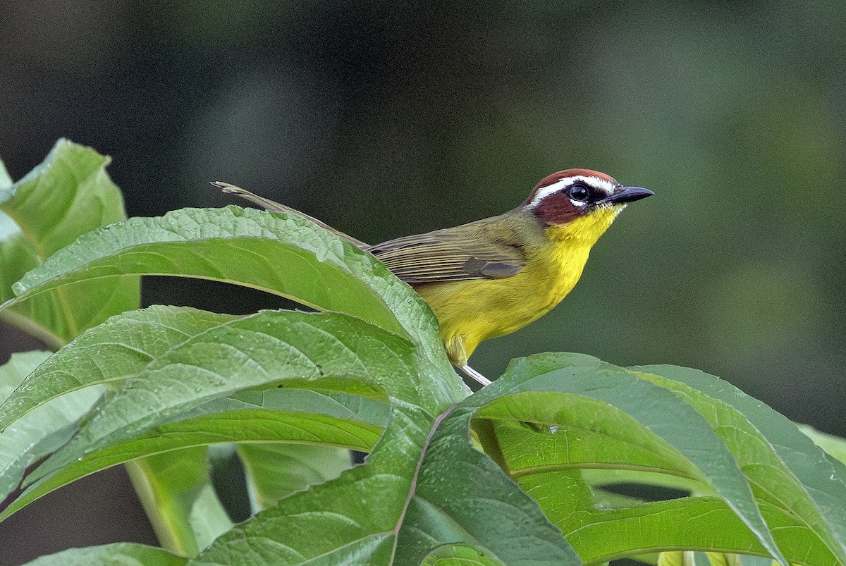 Chestnut-capped Warbler - ML643909624
