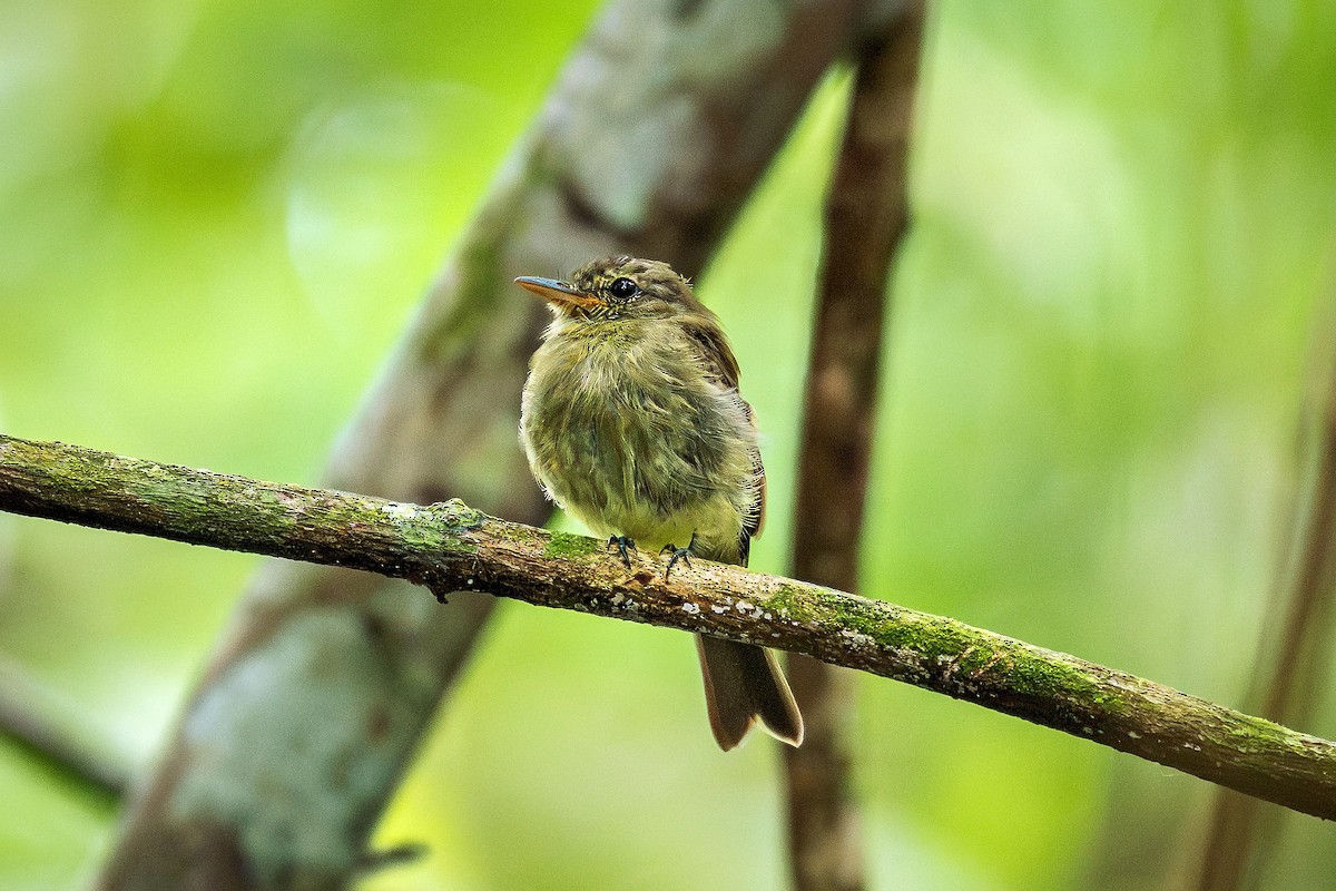 Euler's Flycatcher - ML643909632