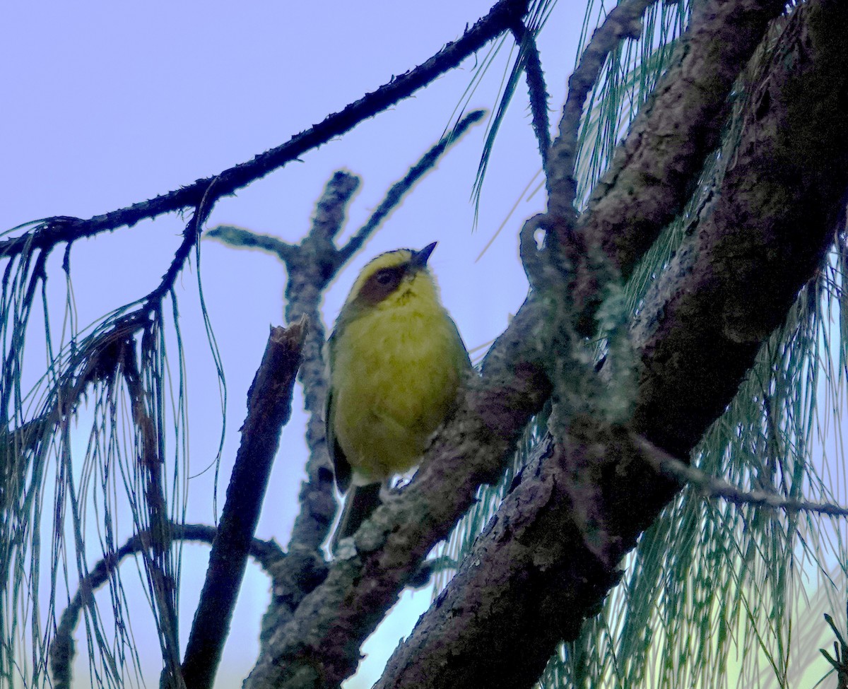 Reinita Cejidorada - ML643909653