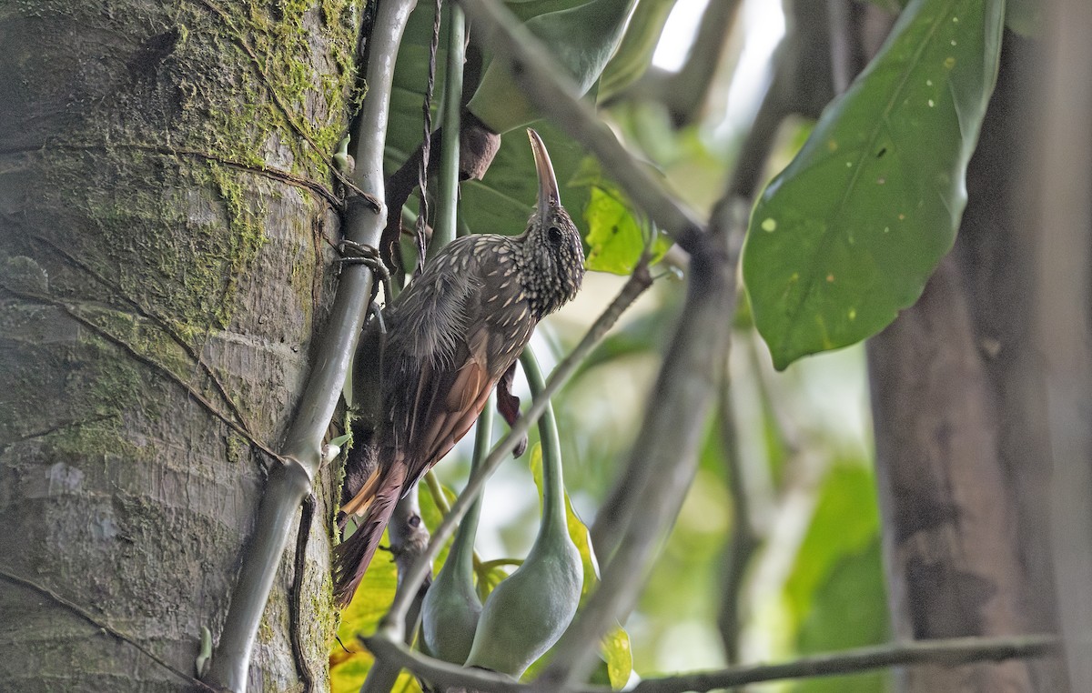 シロハシオニキバシリ - ML643909676