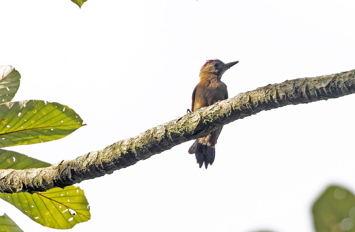 ハゲラ - ML643909683