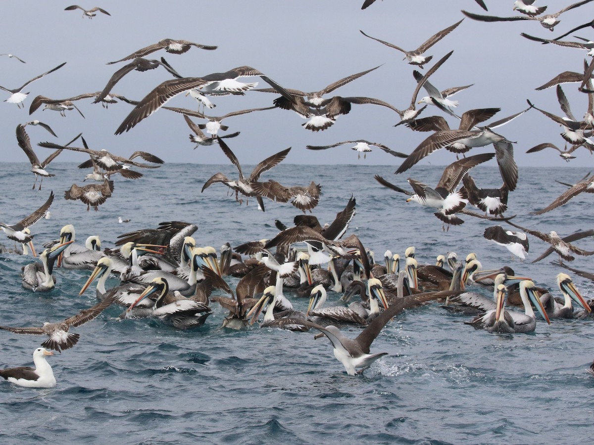 Peru Pelikanı - ML643909728