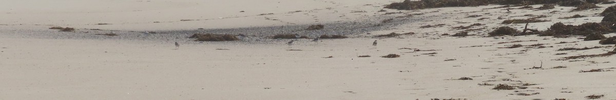 Semipalmated Plover - ML643909738