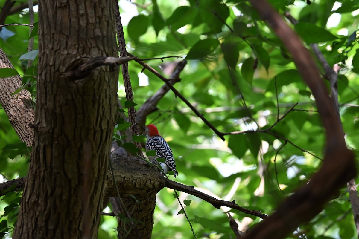 Red-bellied Woodpecker - ML643909752