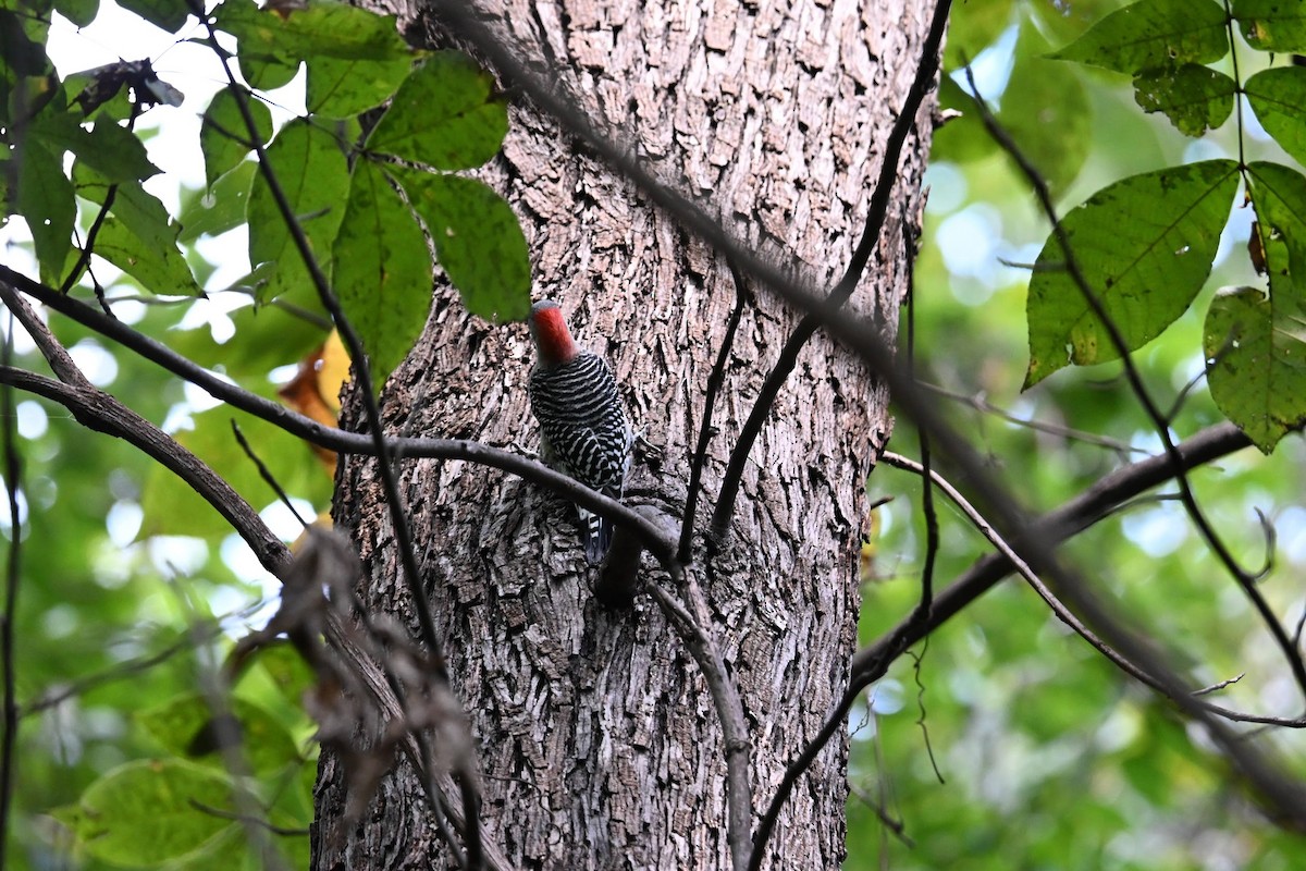 Red-bellied Woodpecker - ML643909753