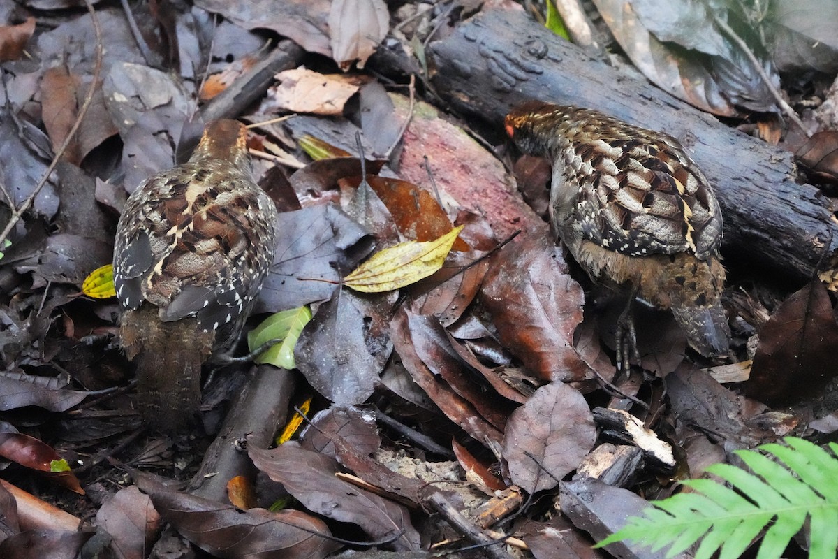Spot-winged Wood-Quail - ML643909768