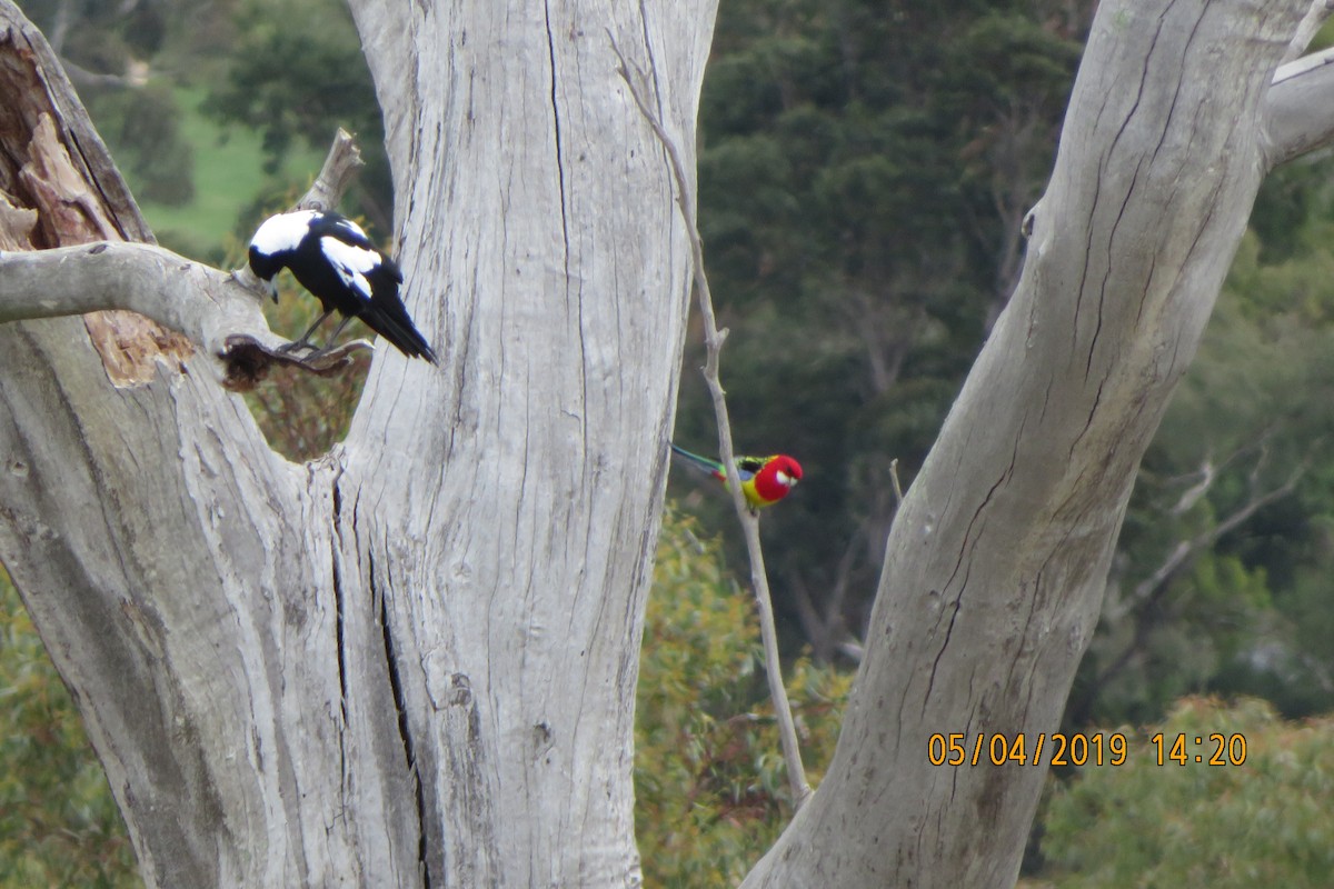 Eastern Rosella - ML643909785