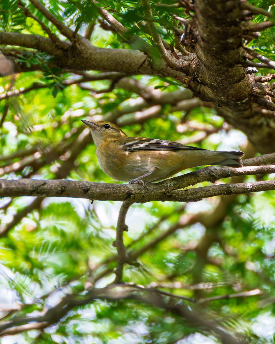 Bay-breasted Warbler - ML643909786