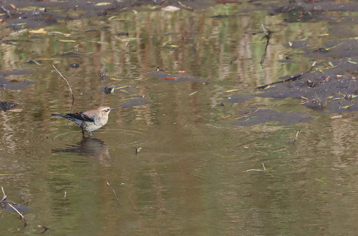 Rusty Blackbird - ML643909802