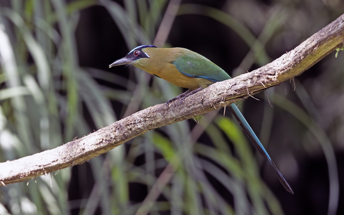 Lesson's Motmot - ML643909808