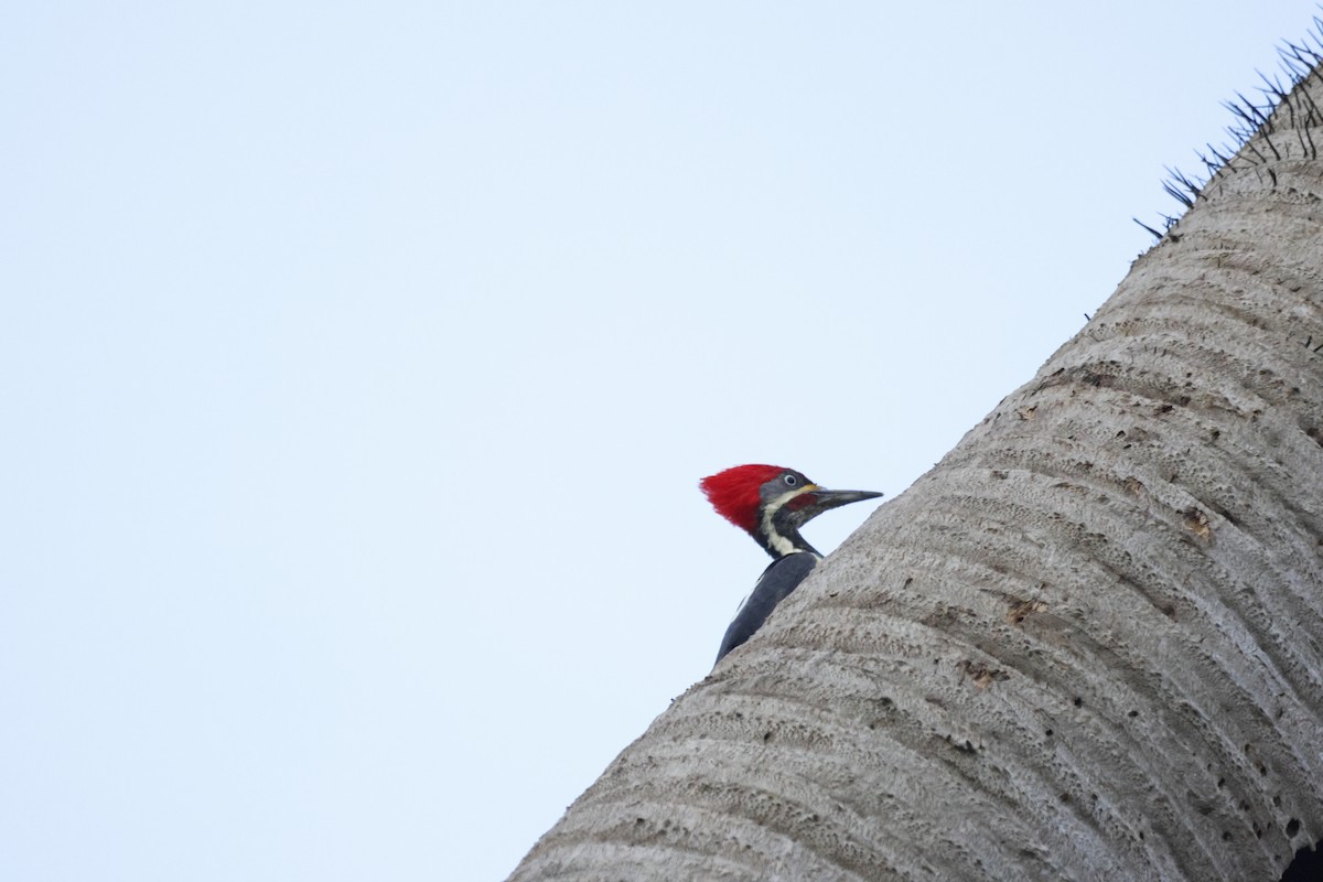 Lineated Woodpecker - ML643909813