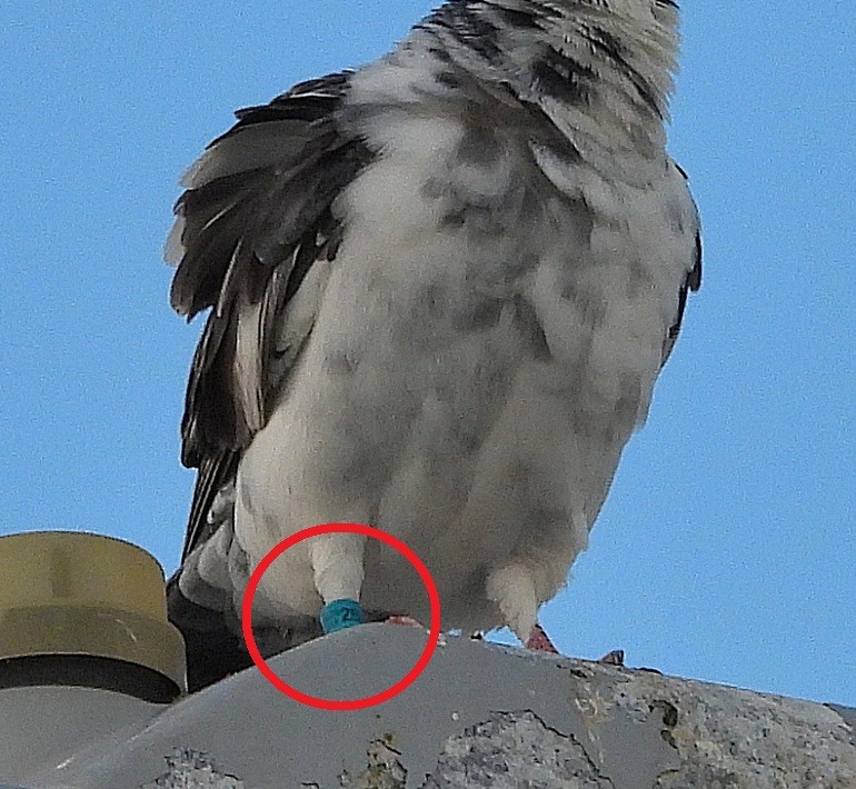 Rock Pigeon (Feral Pigeon) - ML643909832