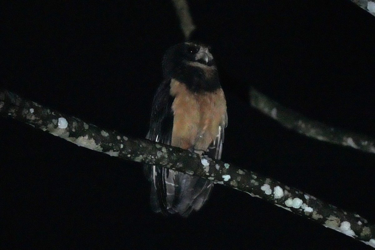 キマユメガネフクロウ - ML643909846