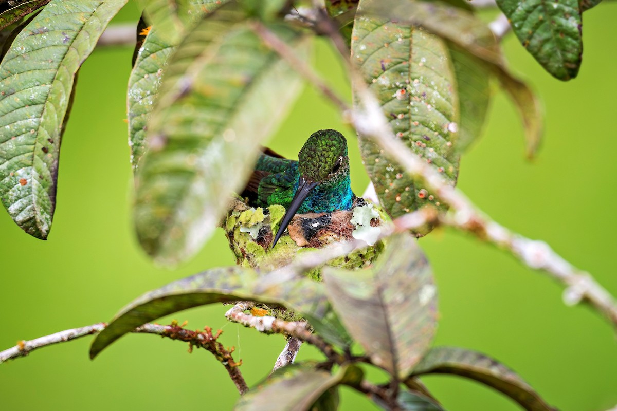 Glittering-throated Emerald - ML643909848