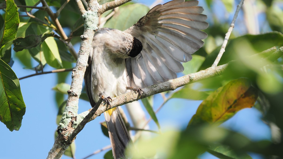 Bulbul Ventridorado - ML643909851
