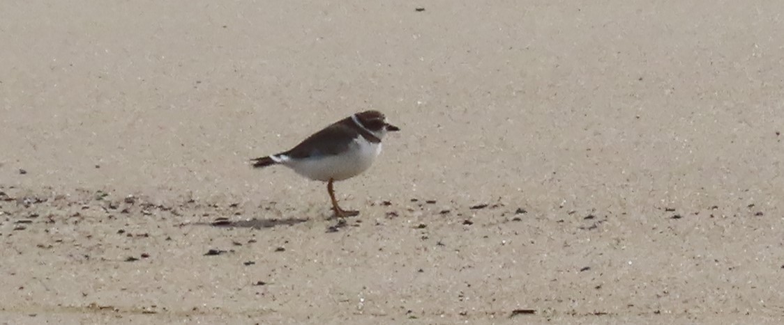 Semipalmated Plover - ML643909858