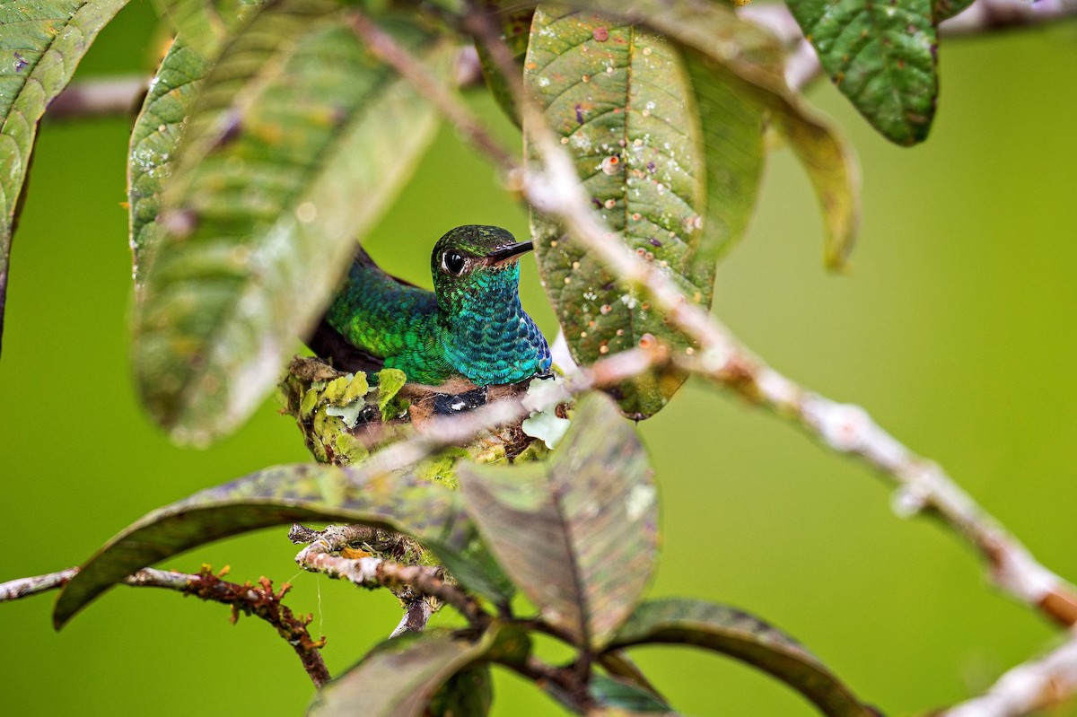 Glittering-throated Emerald - ML643909863
