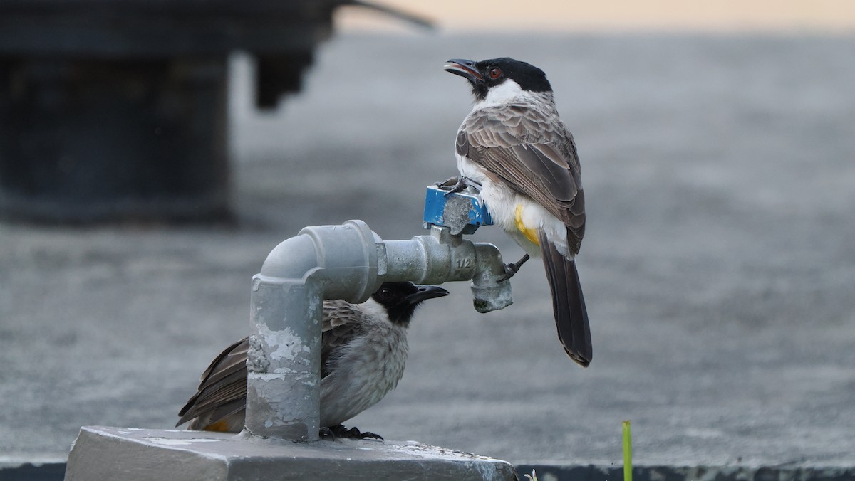 Bulbul Ventridorado - ML643909864