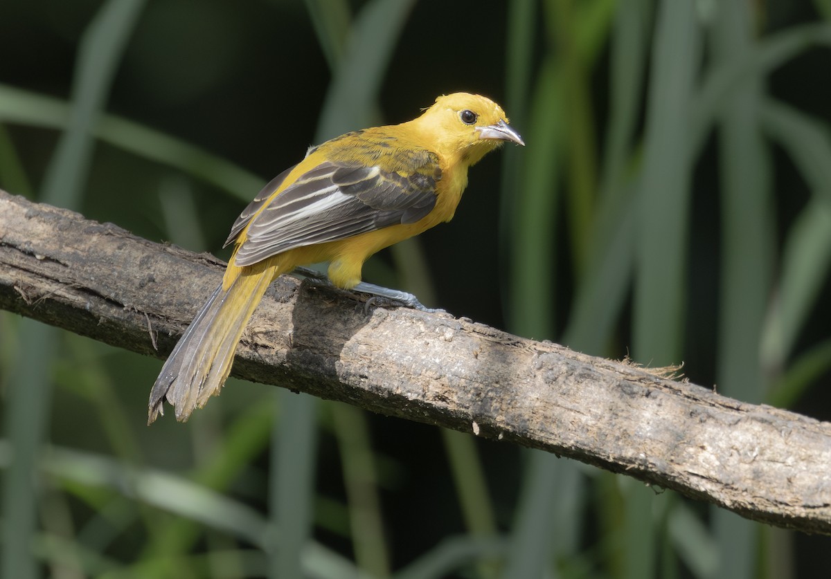 Spot-breasted Oriole - ML643909884