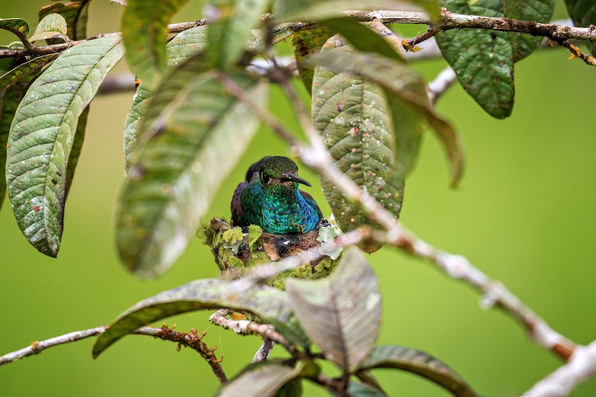 Glittering-throated Emerald - ML643909890