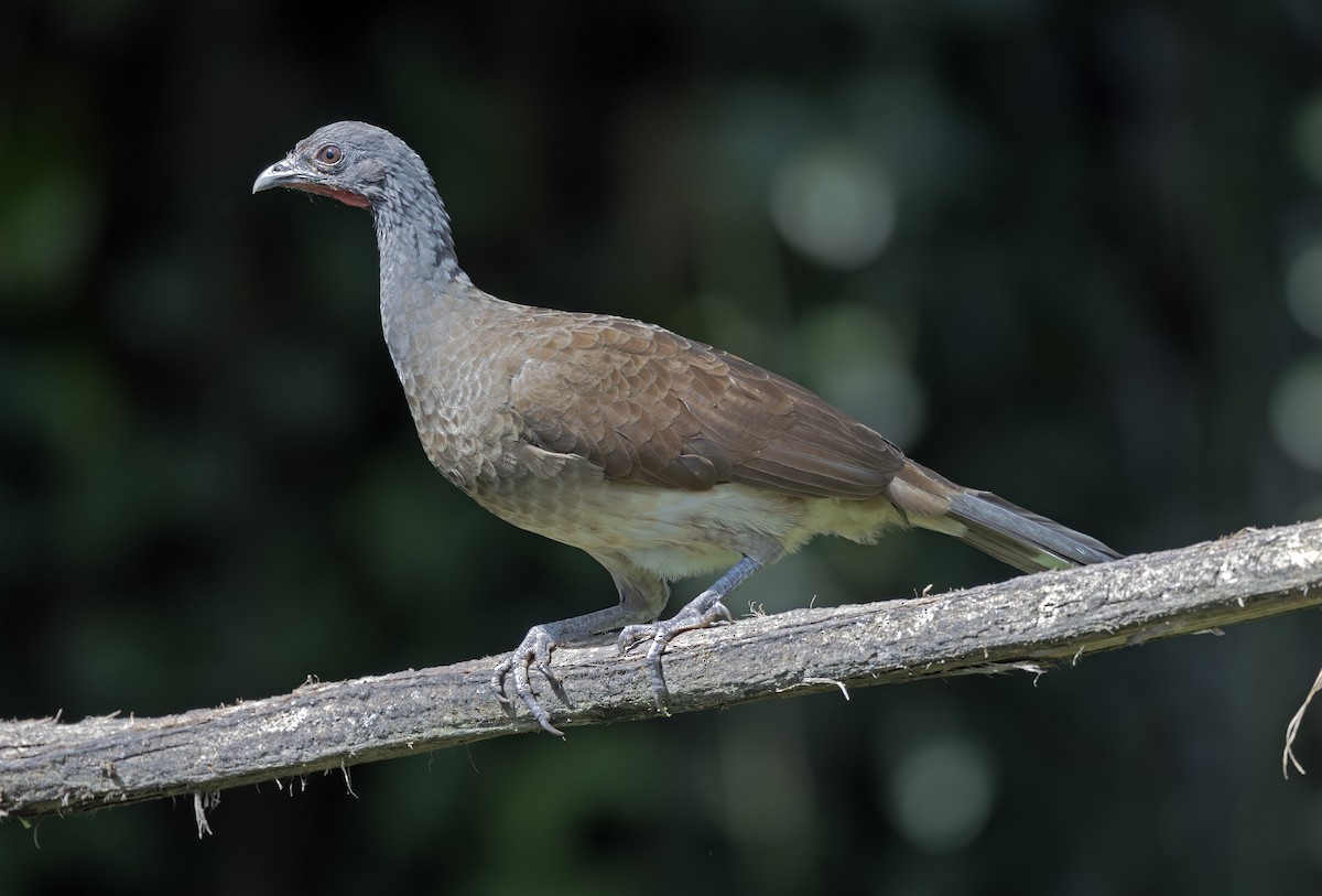 White-bellied Chachalaca - ML643909911