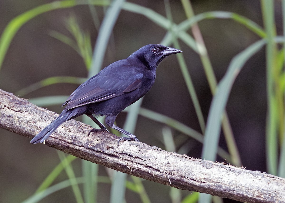 Melodious Blackbird - ML643909919