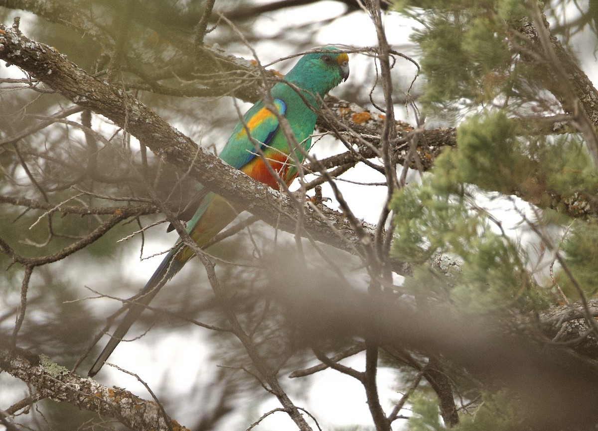 Mulga Parrot - ML643909931