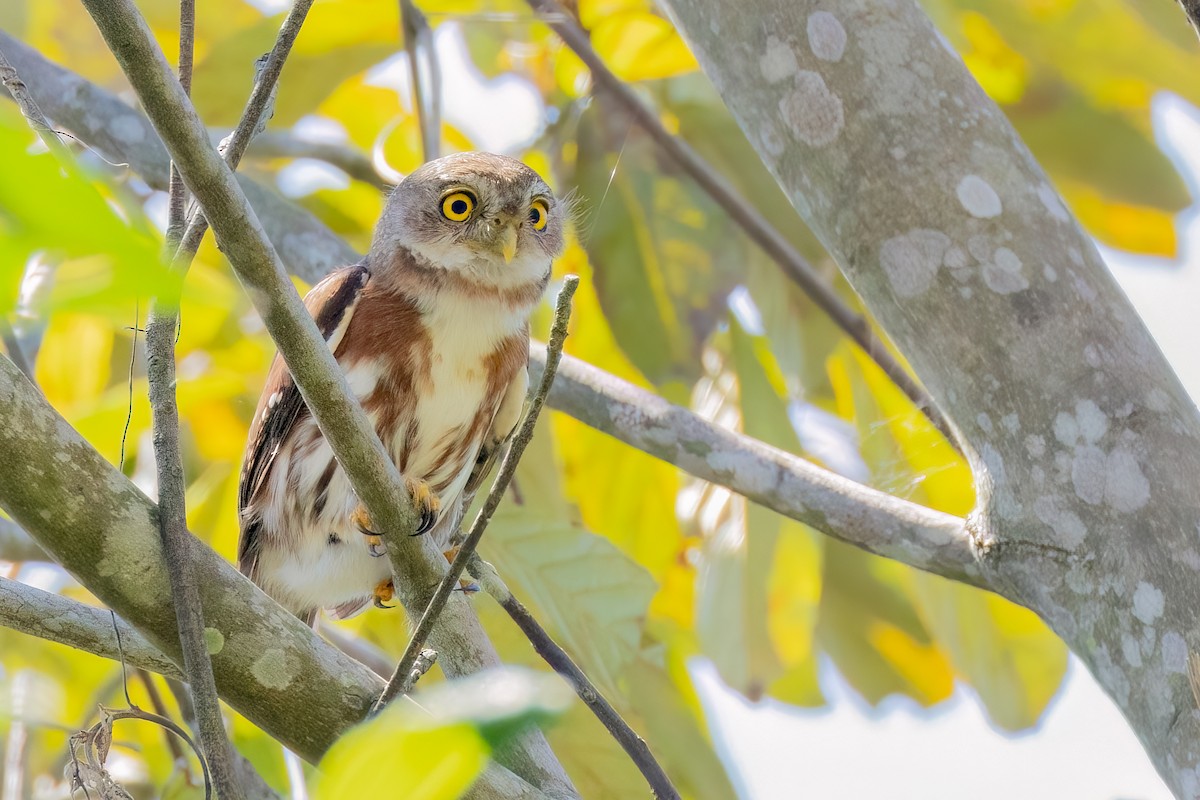 Least Pygmy-Owl - ML643909942