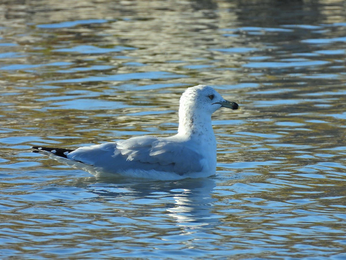 Ring-billed Gull - ML643909945