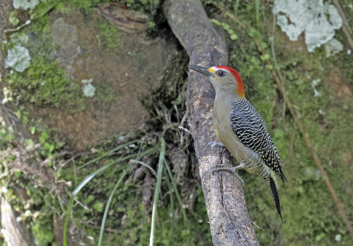 Golden-fronted Woodpecker (Velasquez's) - ML643909952