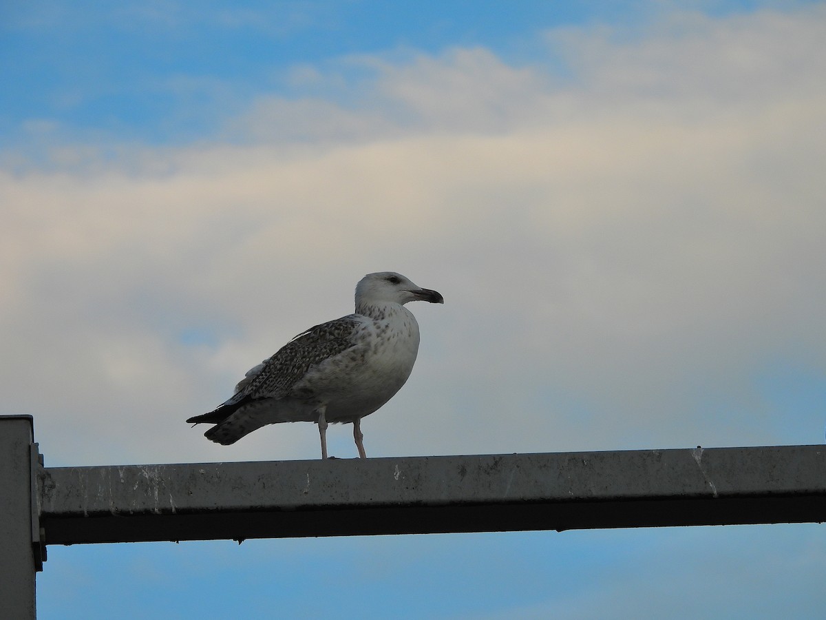 Great Black-backed Gull - ML643909976